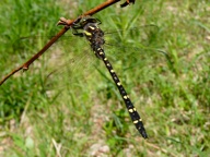 c_spiketail